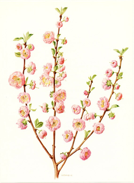Affiche d'amandier 1972 Vintage Amandier de Chine Art Botanique Prunus Triloba Illustration en Fleur