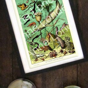 1922 Sea life art print. Vintage fish print, small fish poster, ocean gifts, marine gift, scuba gifts, gift for ocean lover, oceanographer bild 6