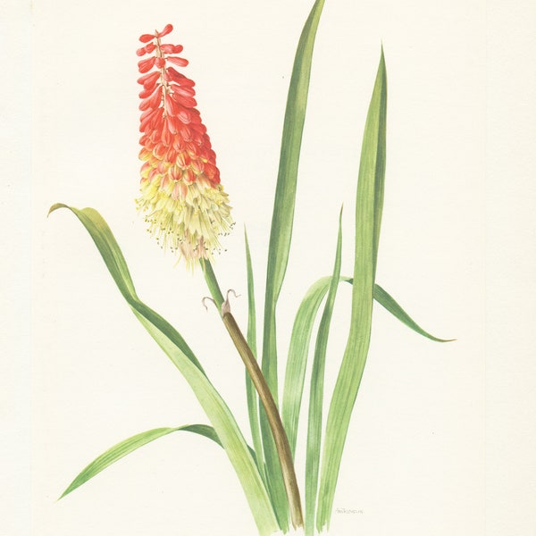 1964 Red Hot Poker flower botanical print red yellow. Small vintage Torch lily floral home decor poster. Kniphophia Cottage country.
