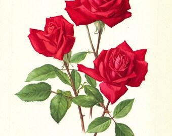 1962 Christian Dior red Rose print for Vintage Botanical floral home decor. Romantic French country cottagecore granny chic stylish poster
