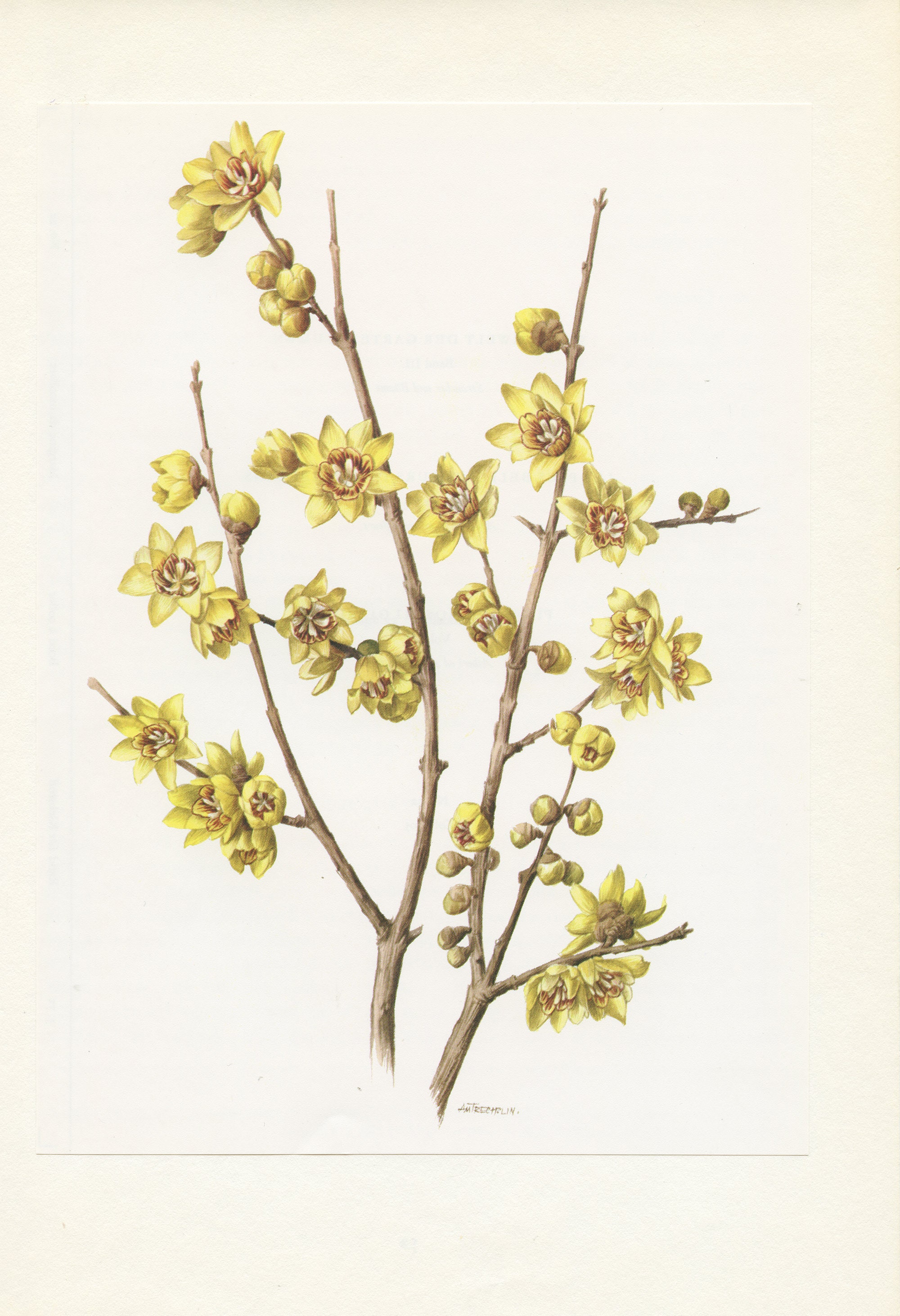 Petite Affiche de Chimonanthe Précoce 1972. Illustration Botanique Vintage. Poster Fleur Jaune. Déco