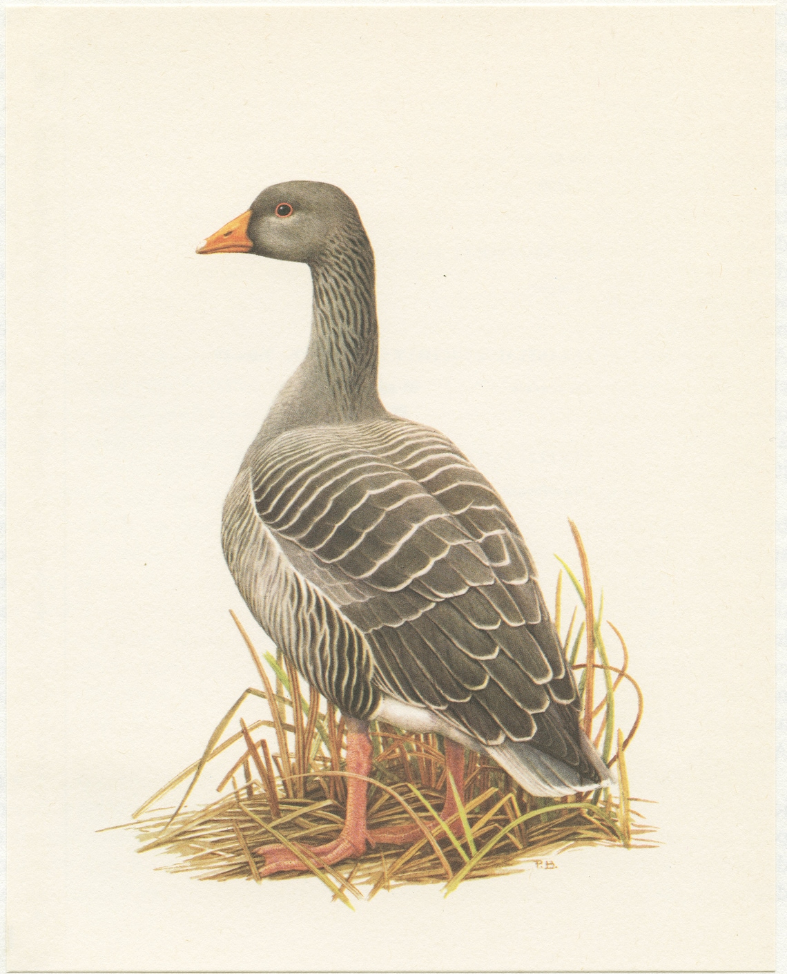 Greylag goose print from 1962. Grey wild bird wall art. French Etsy