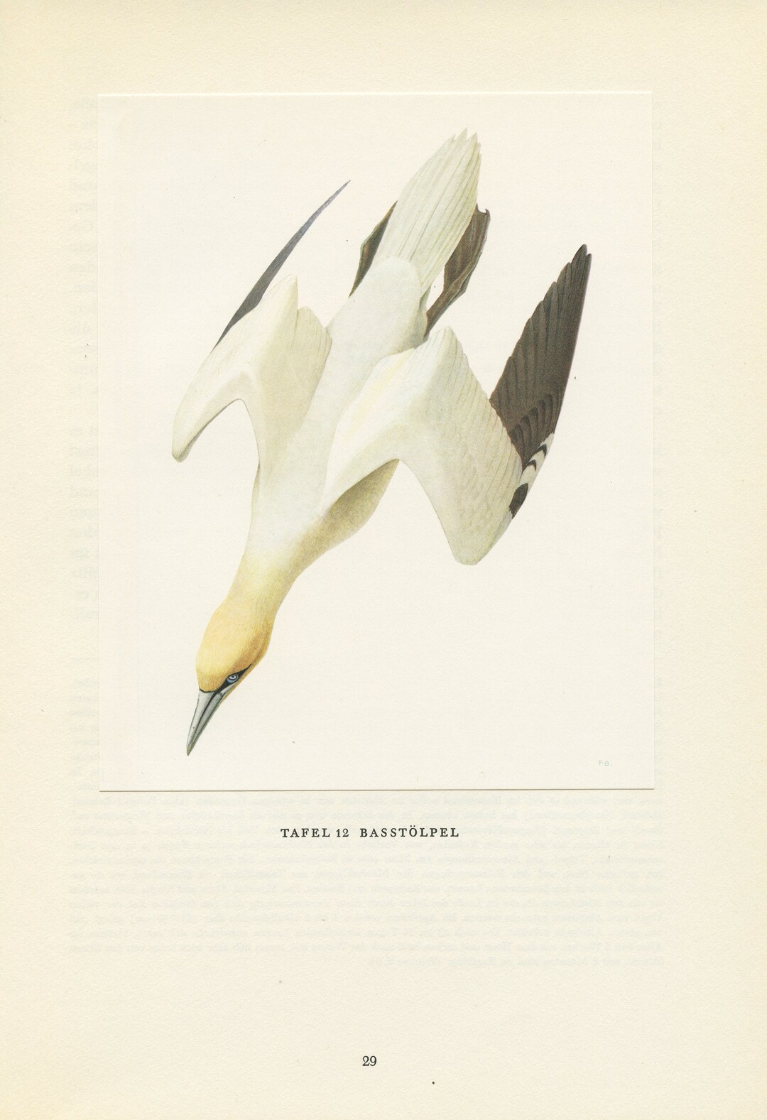 Northern Gannet Print, 1962 Sea Bird Wall Art, French Vintage Coastal ...