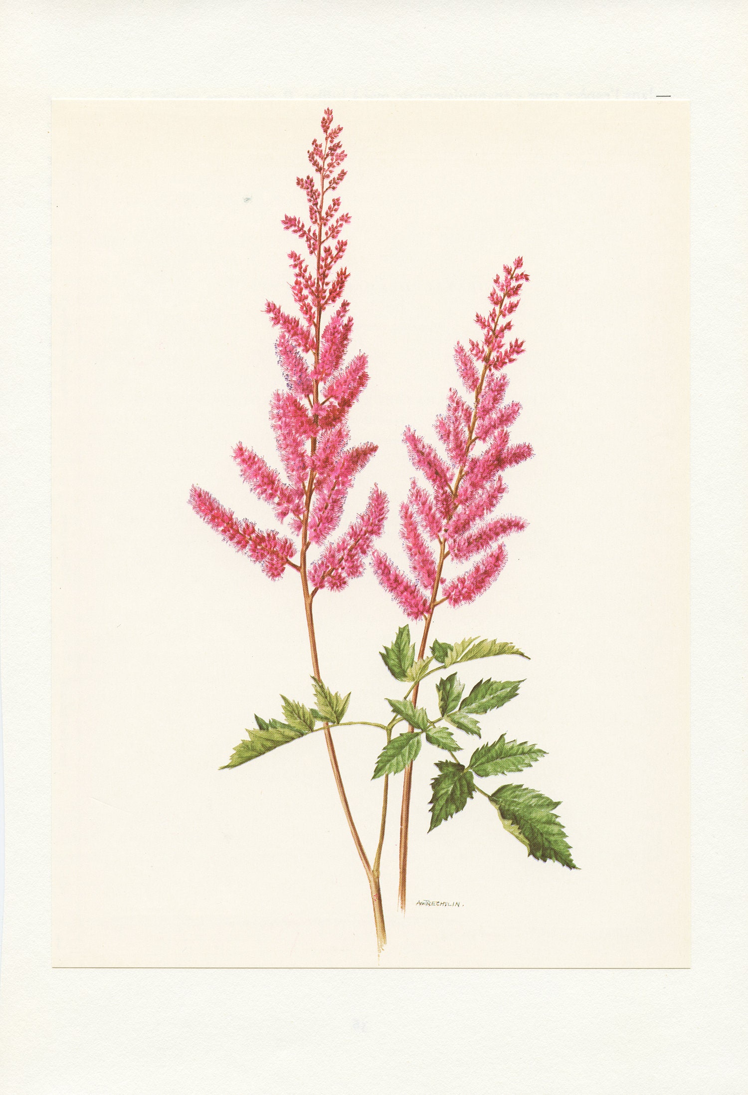1970 Illustration Botanique d'astilbe Hybride Rose. Petite Affiche de Fleurs. Cadeau Pour Botaniste 