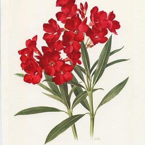 Puede incluir: Ilustración botánica de flores de adelfa rojas vibrantes. Las flores están agrupadas, con hojas y tallos verdes. La obra de arte está sobre un fondo blanco, mostrando la representación detallada de la planta.