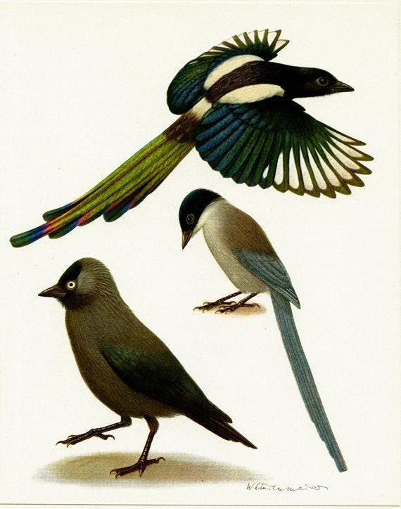 Vintage Magpie Bird Print 1961, Magpie Art, Small Bird Art, Jackdaw ...