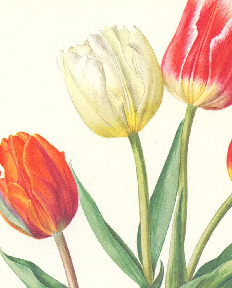 Set of 2 Tulip Botanical Prints From 1964. Vintage Tulips Etsy