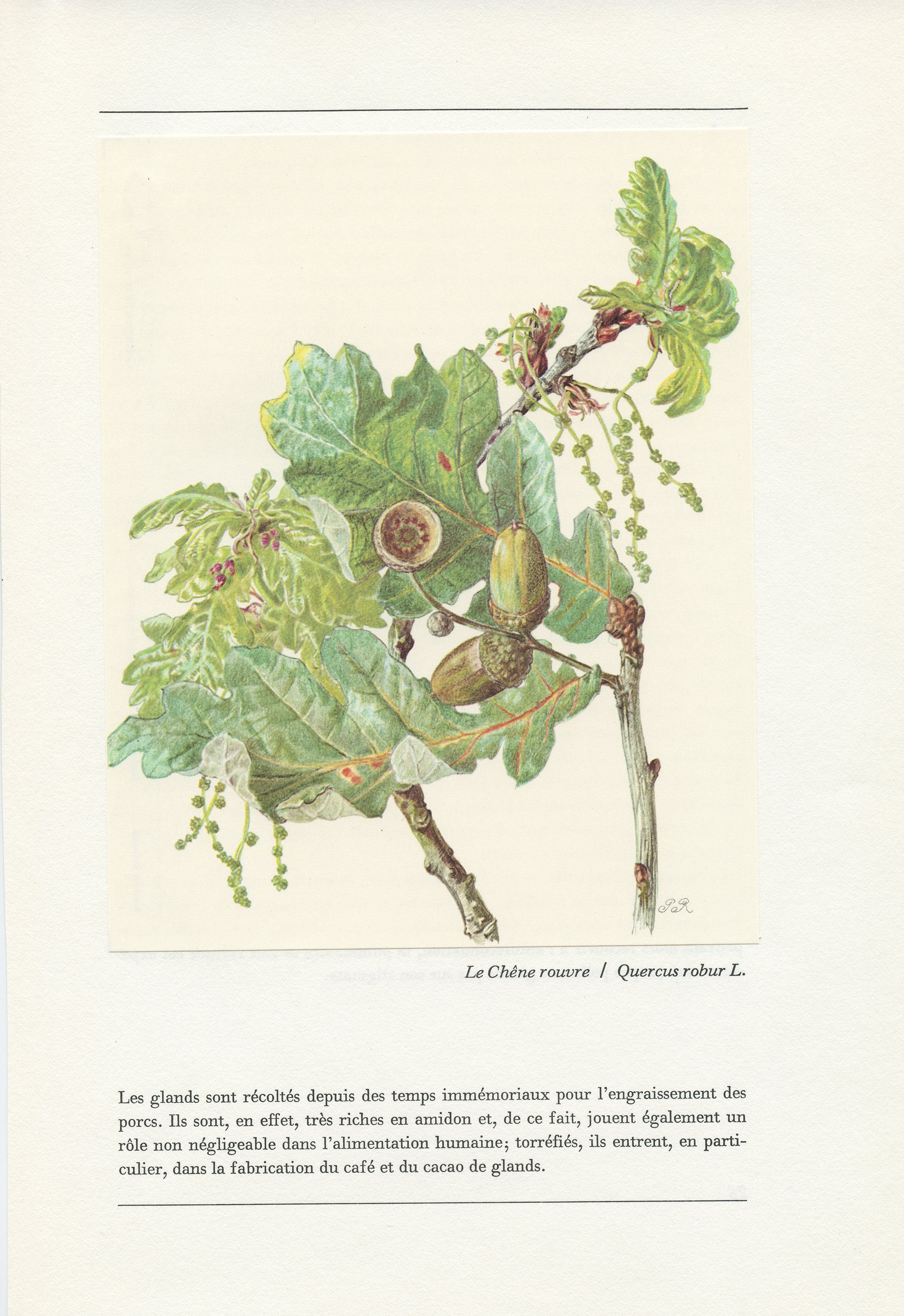 Illustration de Chêne Rouvre 1959 Quercus Robur. Petite Affiche d'arbre. Cadeau Pour Bûcheron. Décor