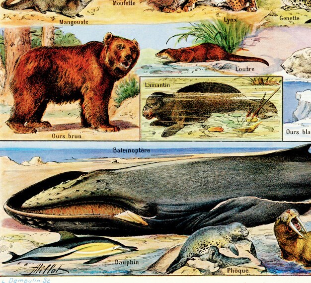 1948 Vintage Animal Art French Wall Wildlife Art. Antique