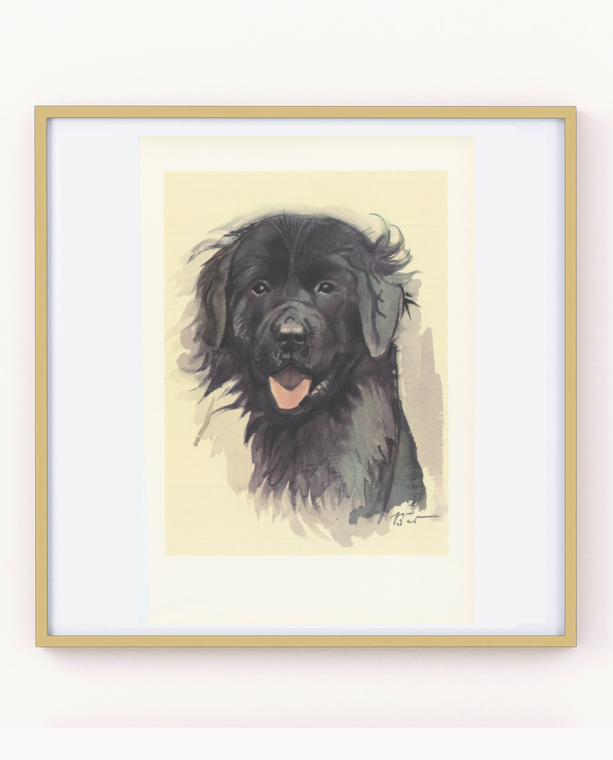 Terre-Neuve Noir Vintage 1975 Illustration de Chien Noir - Petite Affiche Berger - Cadeau Pour Propr