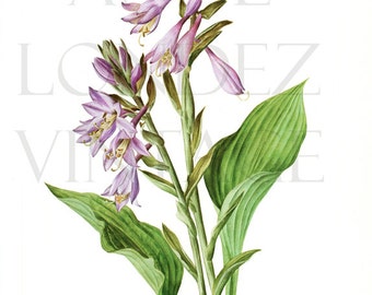 Plantain lily botanical print vintage 1972, French hosta botanical art,  Floral prints botanical poster Purple flowers Gardener gift cottage