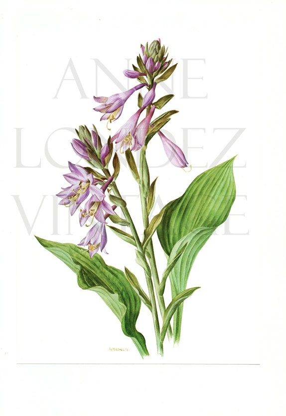 1972 Illustration Florale Vintage Aquarelle de Hosta Botanique Fleurs Mauves Hosta Fortume