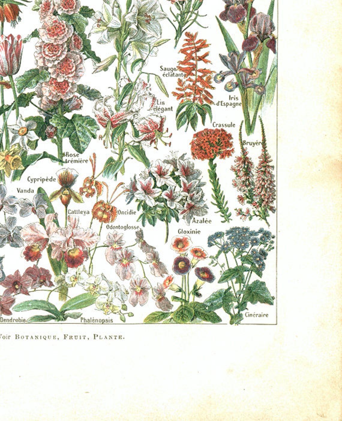 1948 Vintage Botanical Print Flowers Poster Antique Botanical - Etsy