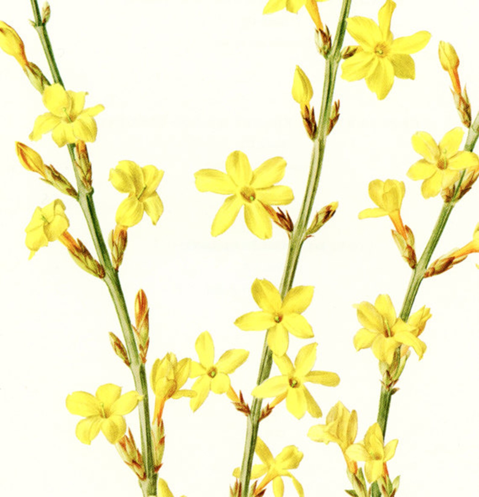 Jasmine Flower Wall Art 1972 Vintage Jasmine Botanical Art Etsy