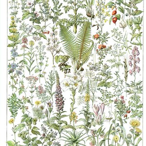 1936 Vintage botanical illustration Vintage medicinal plants poster A to F French country decor classroom decor Botanical art Herbs poster