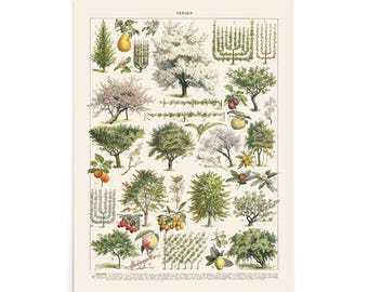 orchard trees chart Poster from a 1936 vintage French Adolphe Millot botanical print large. Cottagecore farmhouse gardener gift