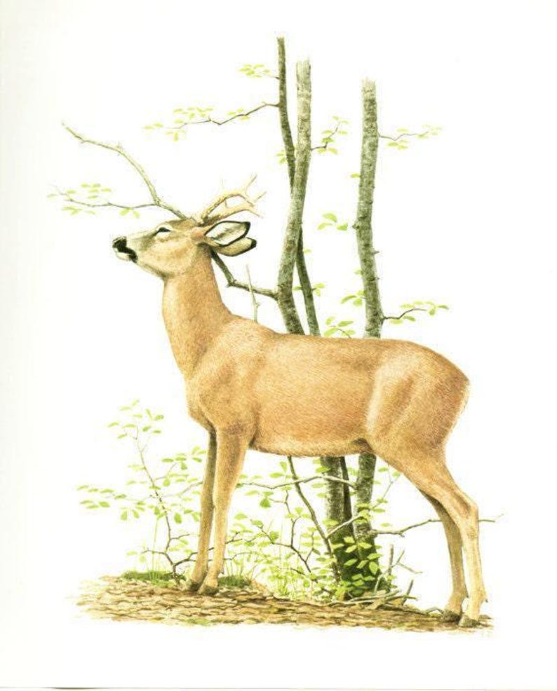 1970 Vintage Roe Deer Poster Forest Animal Art Roe Poster French Print ...