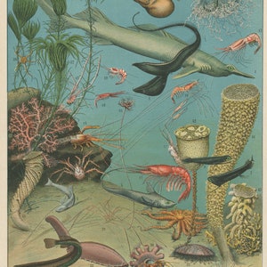 1897 Vintage Deep Sea Oceanography print for Marine animals sea life wall decor. Biology teacher gift for office & classroom decor
