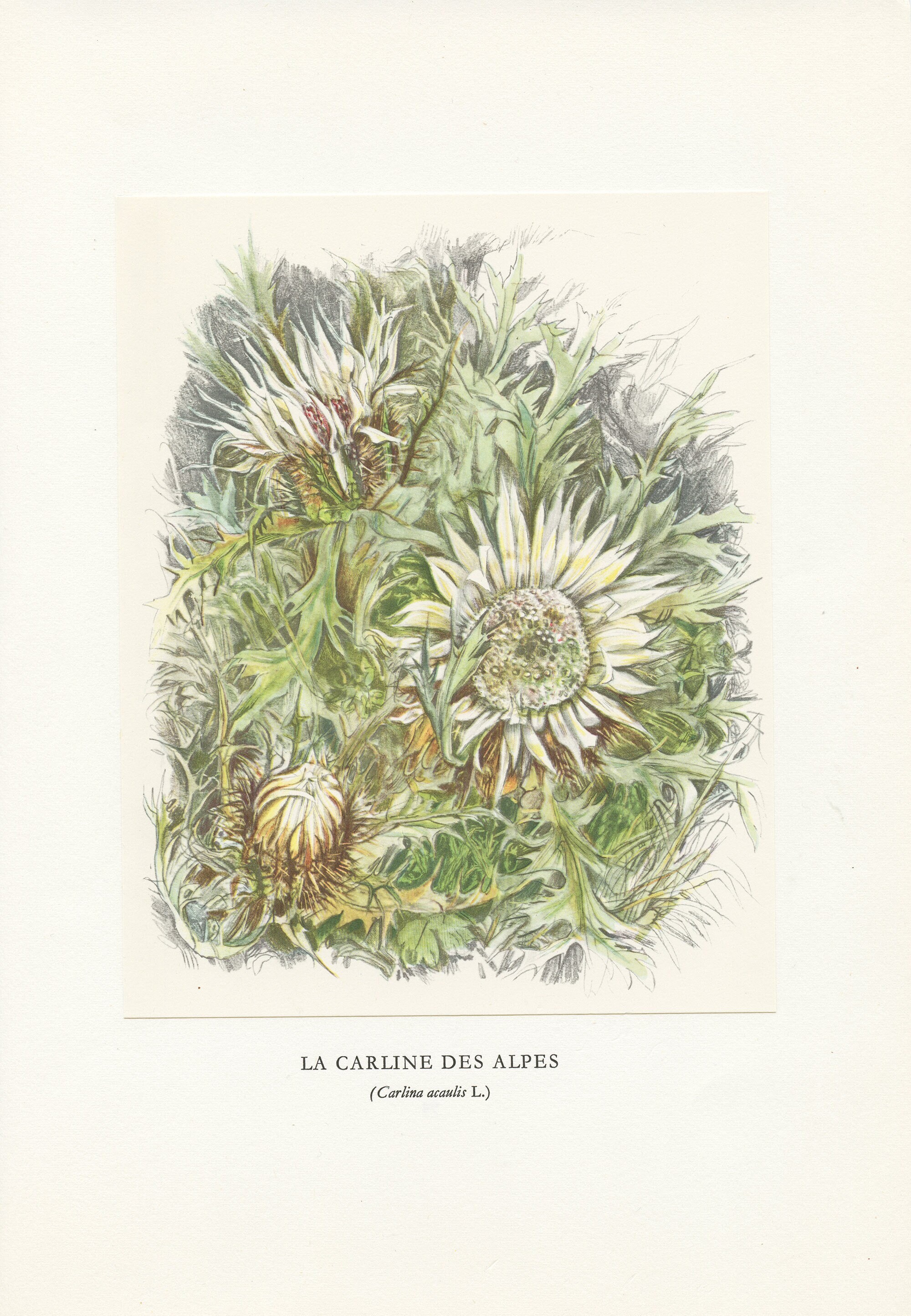 Illustration de Carline Des Alpes 1959 Vintage.petite Affiche Fleurs Sauvages Blanches Carlina Acaul