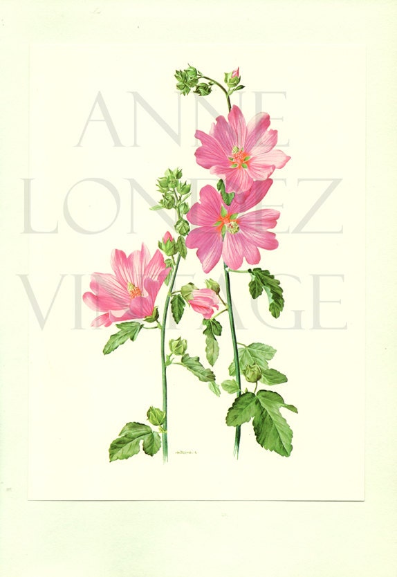 1964 Illustration de Fleurs Ancienne Reproduction d'aquarelle Vintage Lavatère d'hyères Vintage Fleu