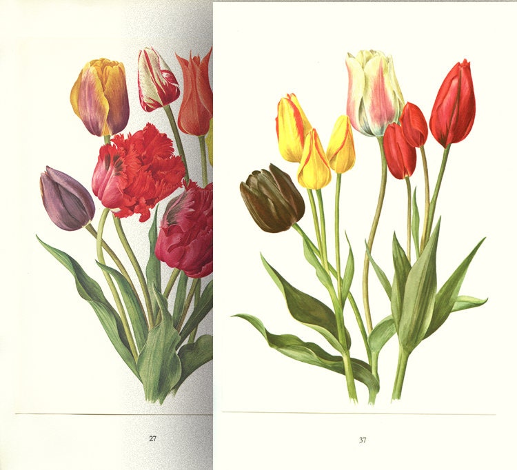 Paire d'illustrations de Tulipes Vintage1964 - Affiches Tulipes Rouges - Cadeau Anniversaire Mariage