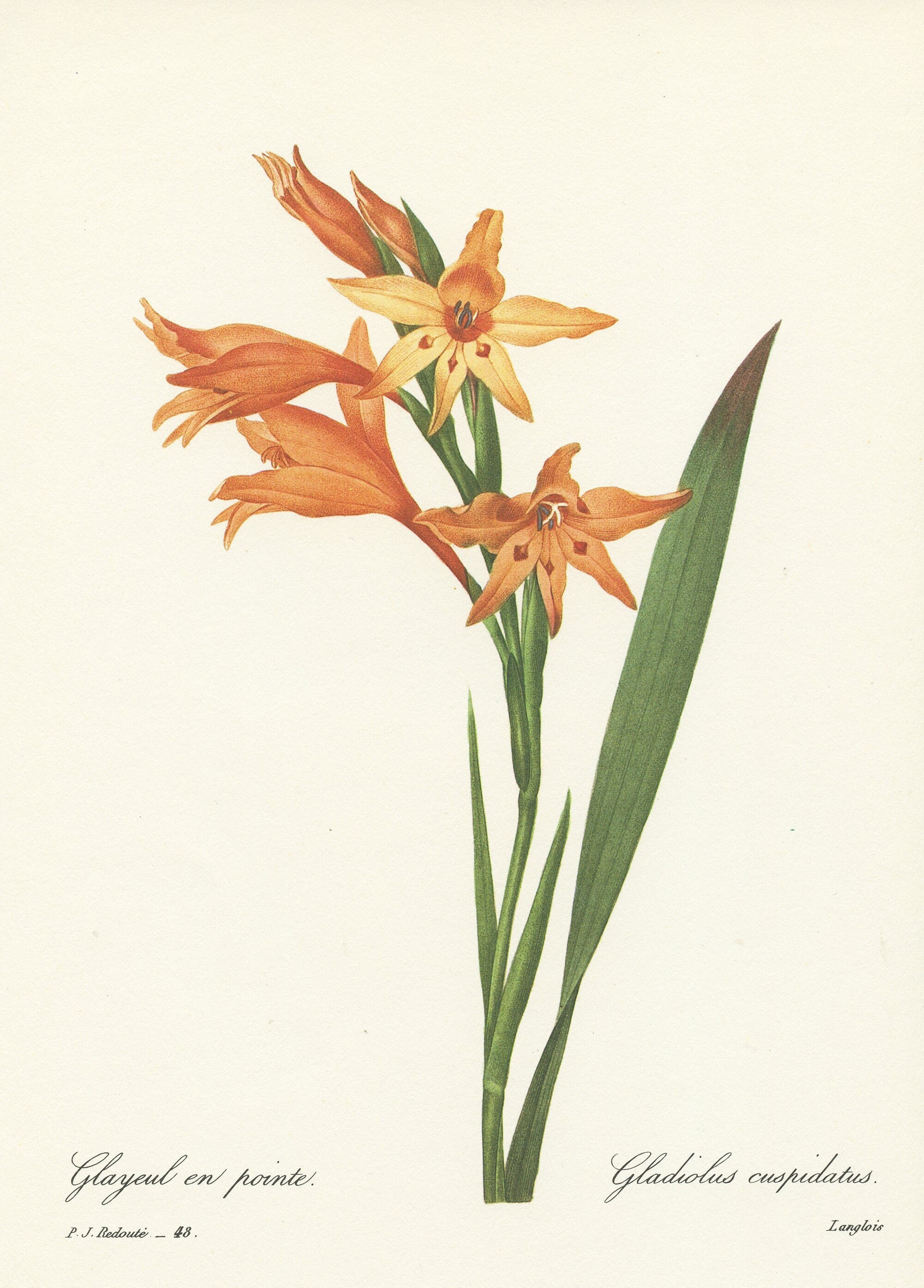 1986 Illustration Botanique de Glaieul en Pointe Orange Par Redouté.déco Florale Déco Cuisine Vintag