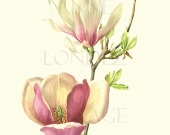 Magnolia print 1972 Vintage Pink magnolia art flower art botanical art Floral watercolor French country decor Magnolia gift Flower gift