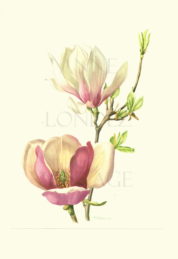 1972 Aquarelle de Magnolia Soulangiana Vintage Illustration Poster Magnolia Peinture Rose Fleur Magn