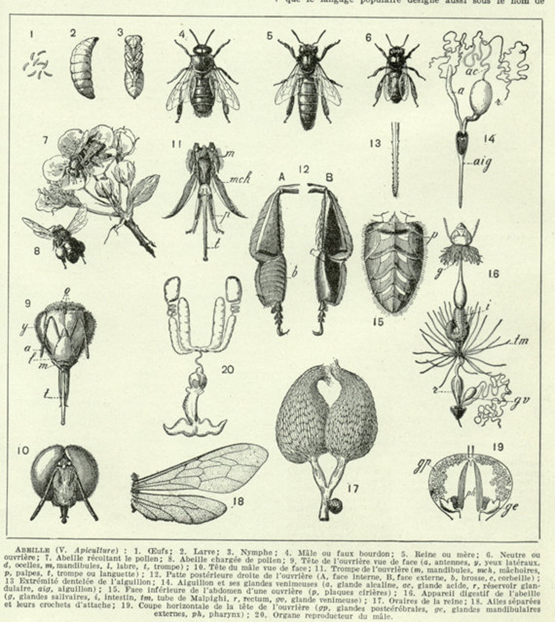 Honey Bee Print 1936 Vintage Honey Bee Art Antique Honey Bee