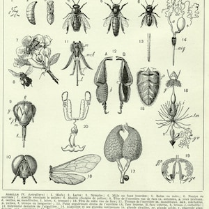 Honey bee print 1936 Vintage honey bee art Antique honey bee illustration Vintage Biology decor  Antique bee decor Vintage entomology print
