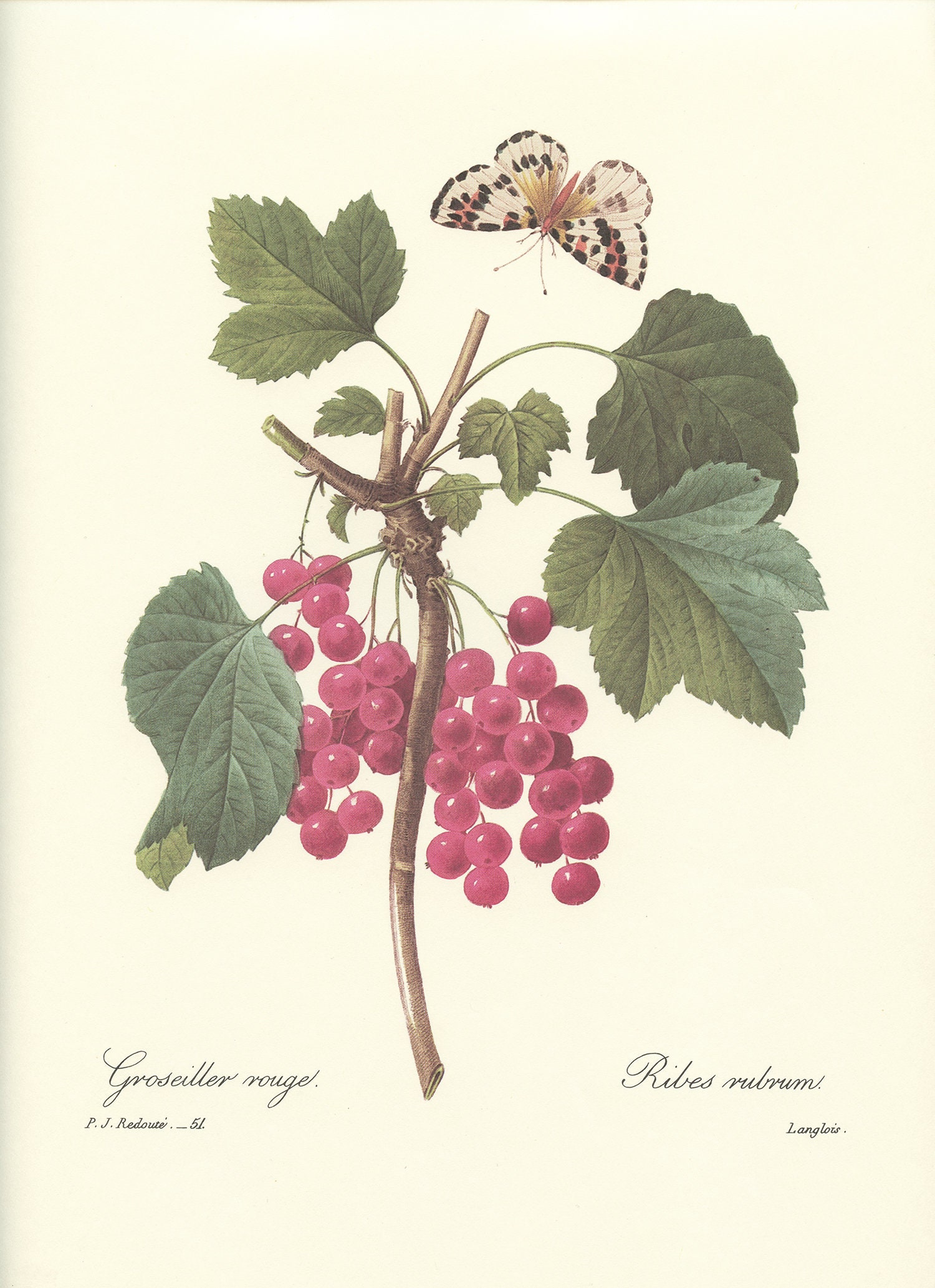 1986 Illustration Botanique Ancienne de Groseillier Rouge. Peinture Redouté 1986 Déco Cuisine Vintag