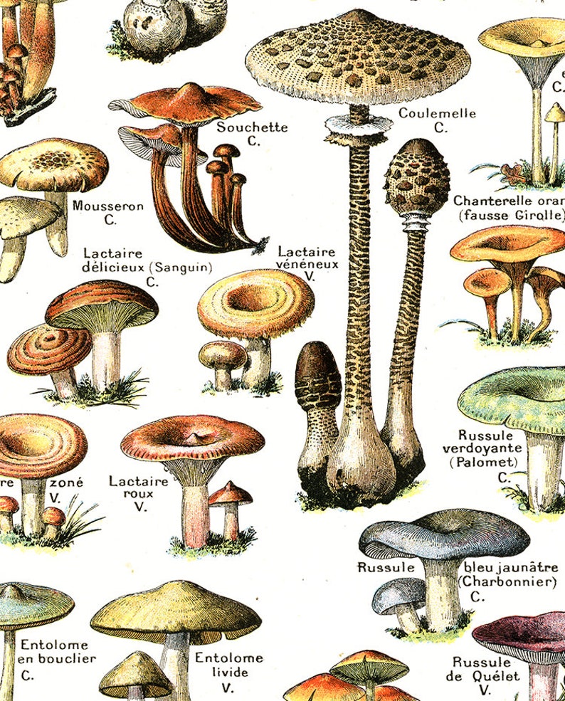 Last minute gift for hostess Farmhouse decor rustic country wall art Large digital download mushroom art Printable vintage kitchen decor
