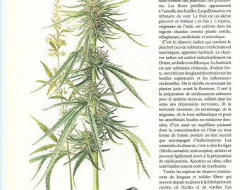 Illustration de Chanvre cultivé + Liseron des haies 1984. Petite affiche plantes médicinales. Cadeau pour jardinier, fleuriste ou botaniste