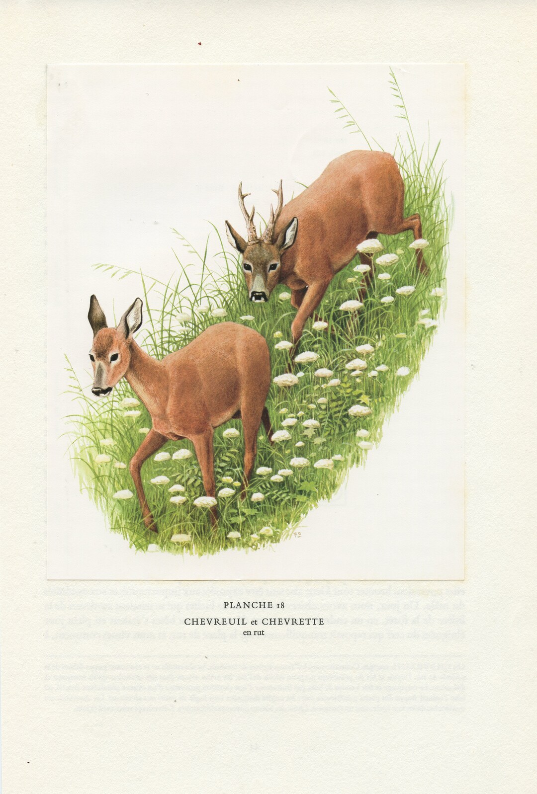 1970 Roe Deer Print for Cabincore Vintage Forest Animal Woodland Home ...