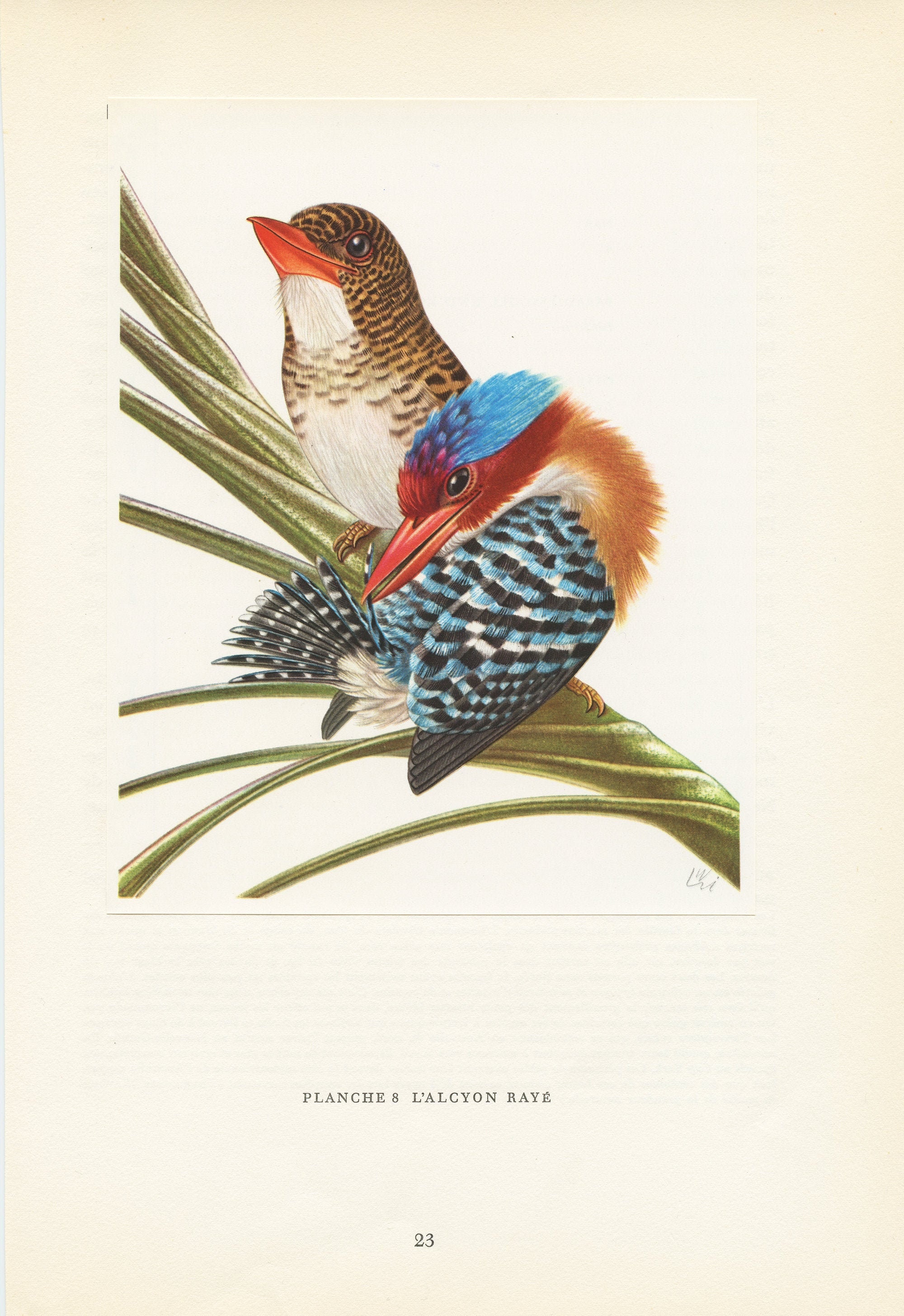 Illustration d'alcyon Rayé de 1961 Vintage. Illustration Rétro d'oiseau Tropical Martin-Chasseur. Dé