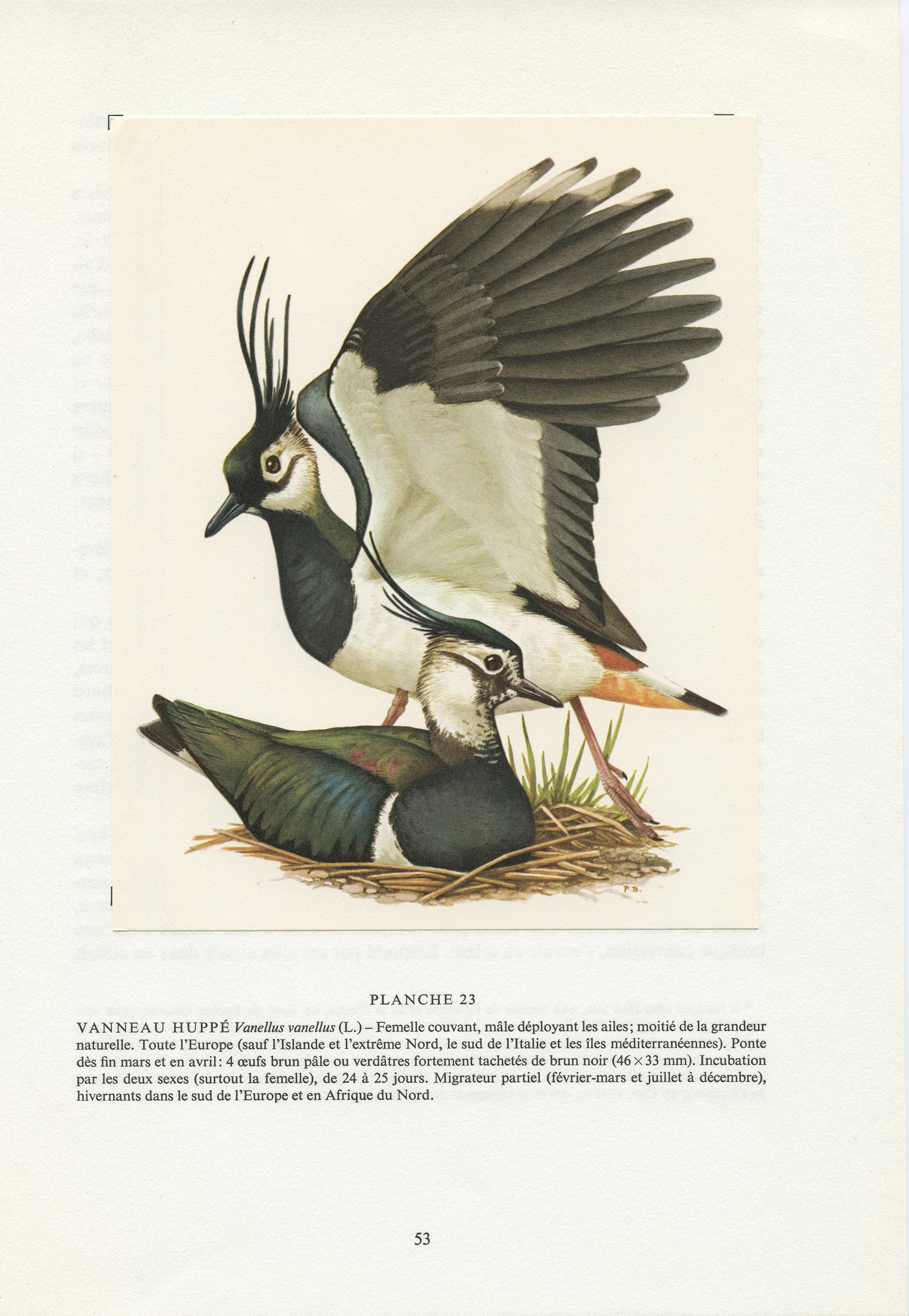 1959 Illustration de Vanneaux Huppés Vintage Par Paul Barruel. Aquarelle d'oiseaux Reproduction Anci