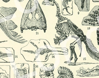 Paleontology print, 1948 Antique Paleontology poster, skeleton fossils vintage science home decor. Gifts for teacher STEM. Black and white