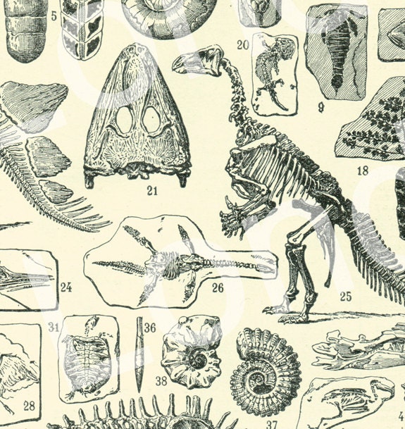 1948 Illustration Paleontologie Vintage Squelettes Fossiles Dinosaures Page de Dictionnaire