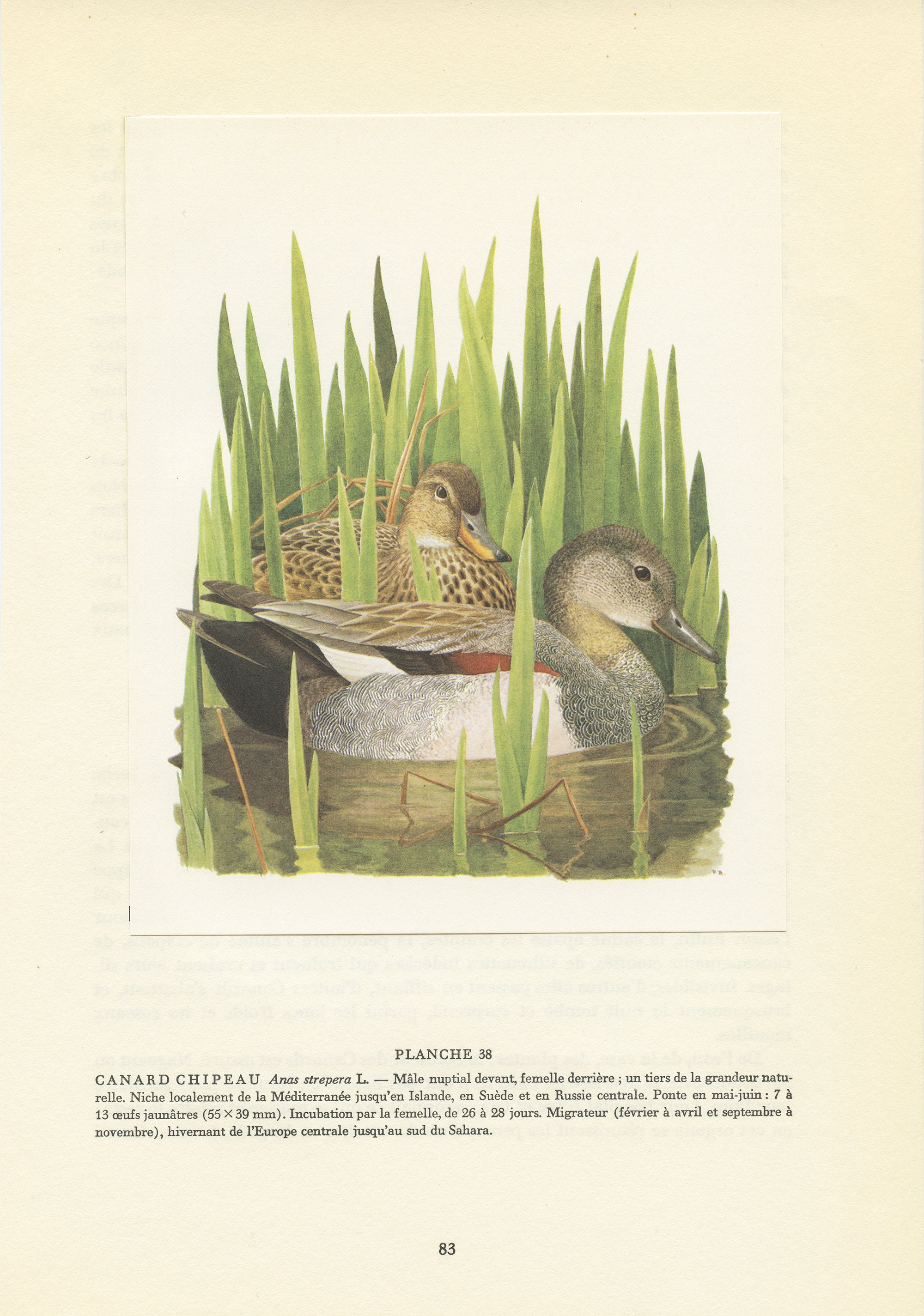 Illustration de Canards Chipeaux 1962. Affiche Canard Vintage, Cadeau Oiseaux Migrateurs Aquatiques 
