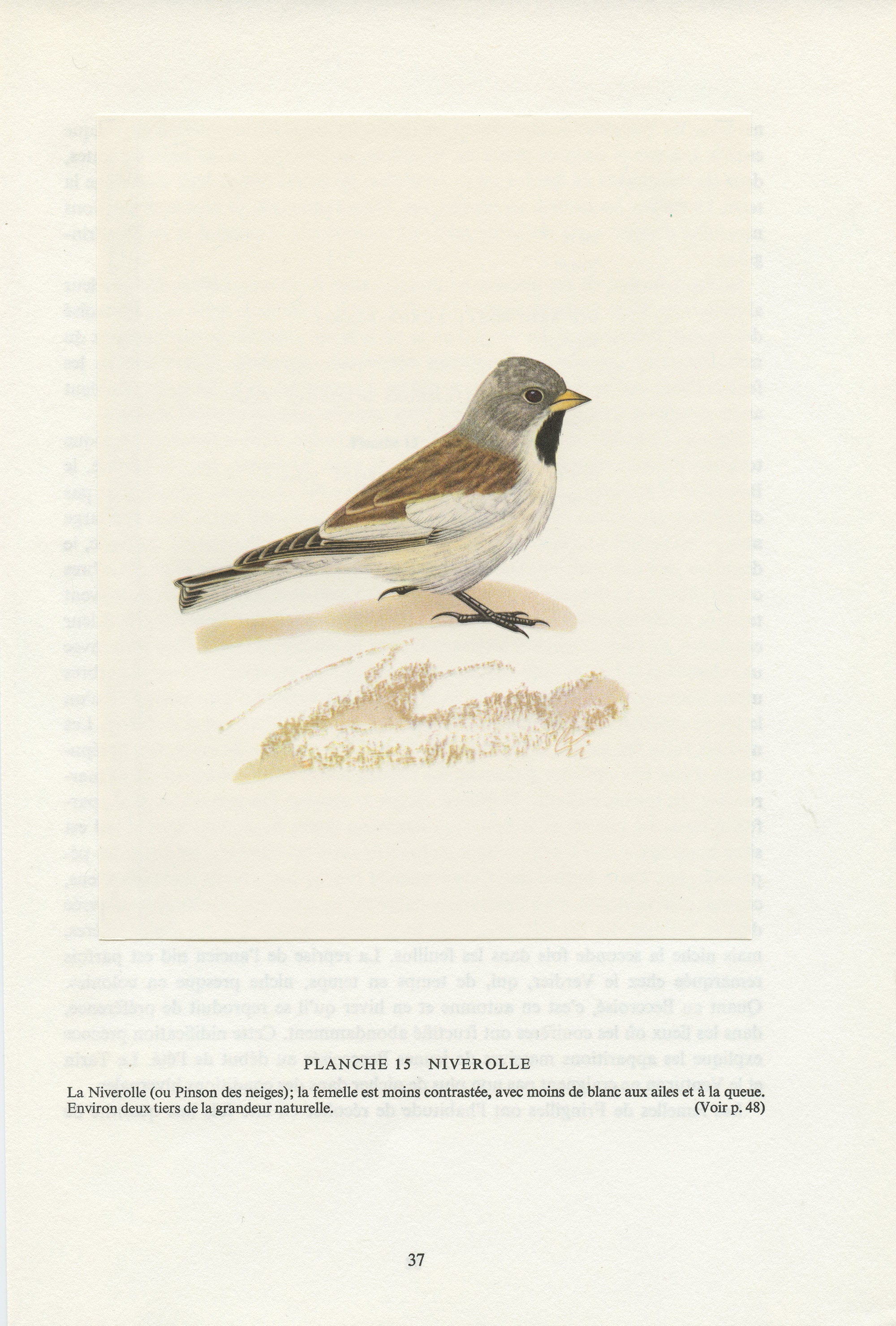 Illustration de Niverolle Alpine/ Pinson Des Neiges Vintage 1961. Peintures d'oiseaux Déco Oiseaux .