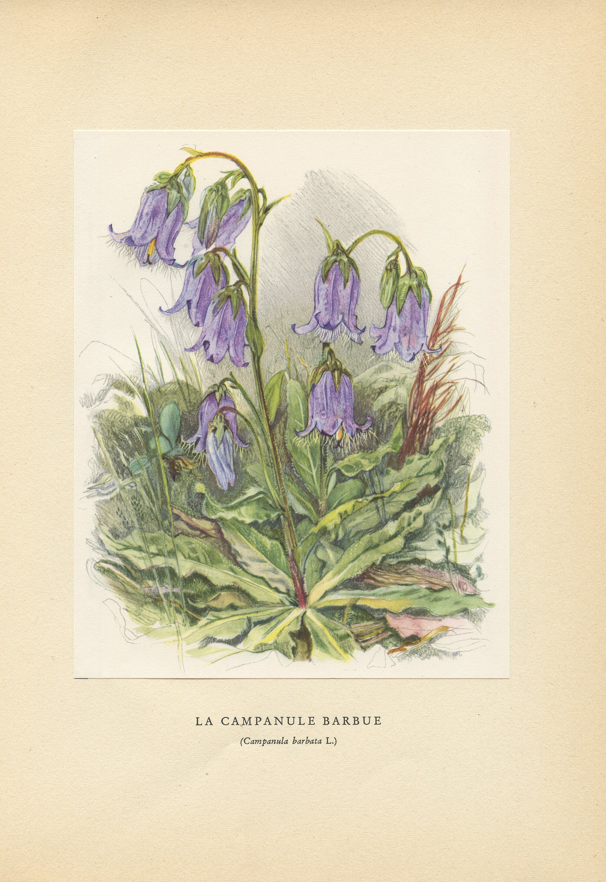 Illustration de Campanule Barbue 1959 Vintage. Petite Affiche Fleurs Sauvages Violettes. Art Botaniq