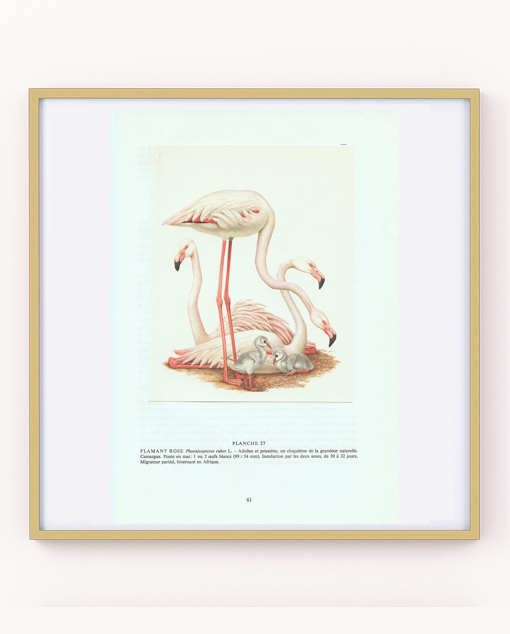 Planche Affiche poster art print Oiseau Ornithologie Flamant Rose 