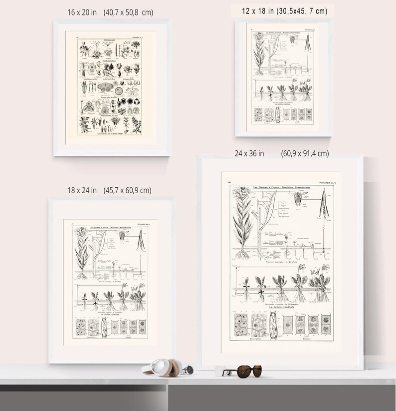 Large Plant Botanics Poster Giclee Print Reprint 1938 Antique Natural ...