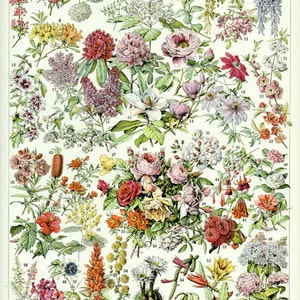 PRINTABLE 1936 Vintage botanical art. Bushes & trees flowers chart digital collage sheet.Floral country decor instant download plants nature
