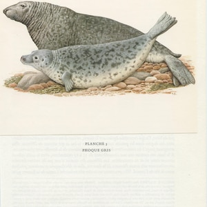 1970 Vintage grey seal print for marine biology home decor. Wildlife mammal animal poster. Beach house ocean under the sea