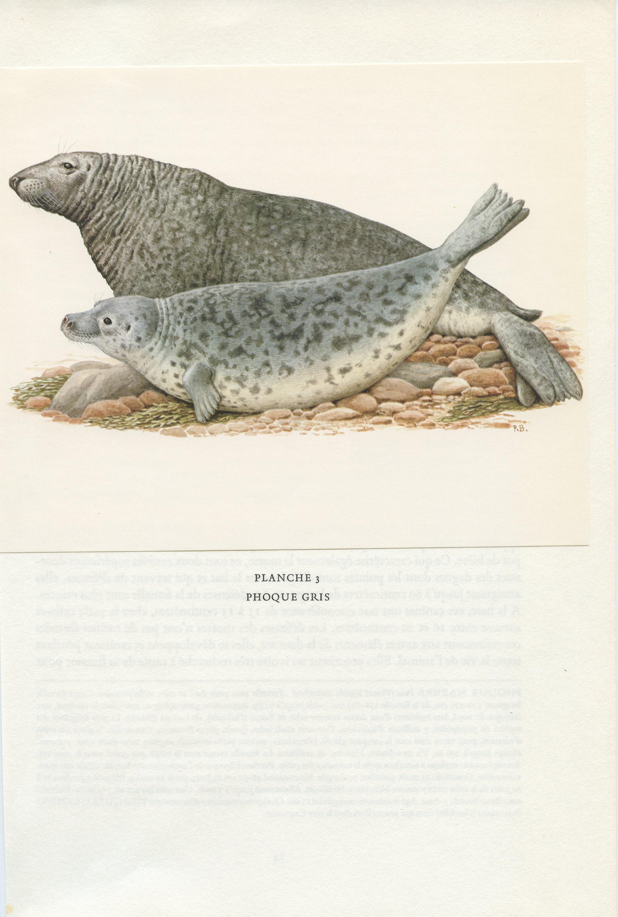 1970 Vintage Grey Seal Print for Marine Biology Home Decor. Wildlife ...