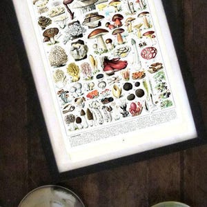 1936 Mushrooms print, vintage mushroom chart for cottagecore kitchen decor, Forest Mushroom art, cabincore woodland botanical illustration image 4