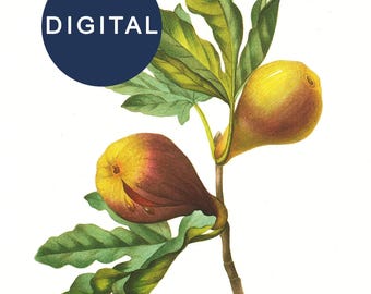 8.5x11" Redouté fig tree branch & fruit digital download. Printable vintage botanical art Farmhouse decor cottagecore country clip art