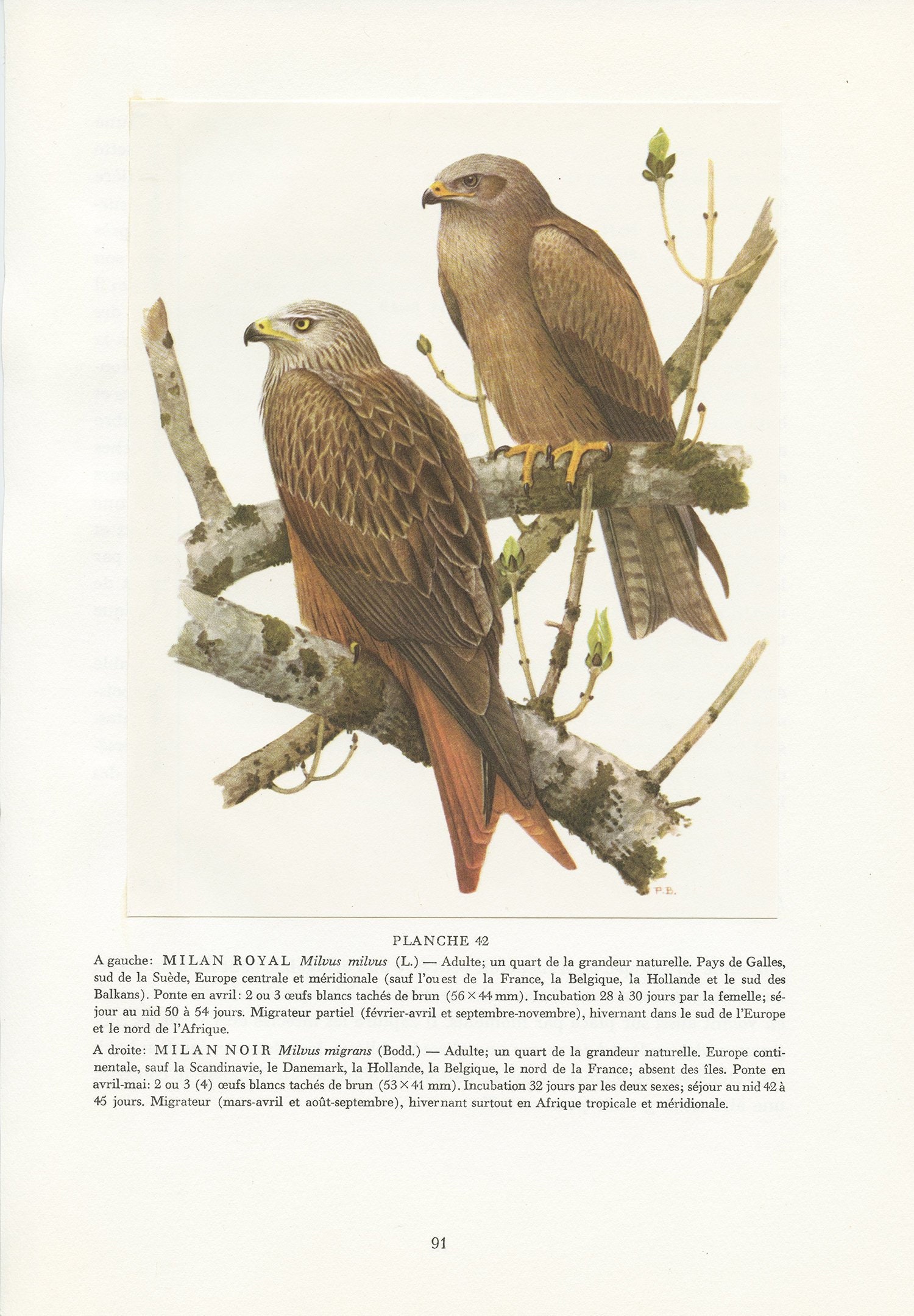 Illustration de Milan Royal et Noir Vintage 1959 Par Paul Barruel. Affiche Cadeau Pour Ornithologue 