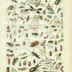 1948 Vintage insect print Vintage insect art Antique insect illustration Bugs poster Insects poster Entomology bug decor classroom decor image 2